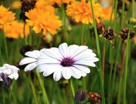 imagen 10 formas de mantener tu jardín saludable