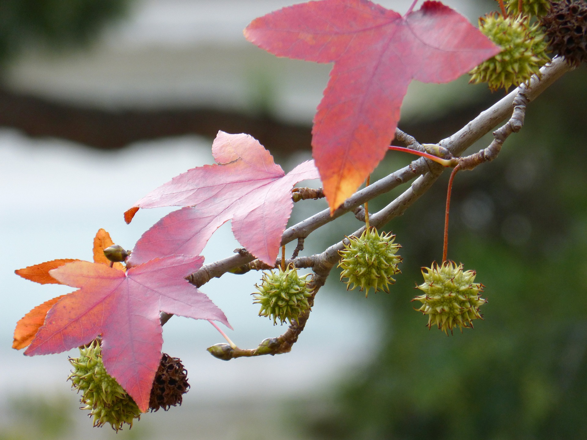 Ликвидамбар смолоносный. Liquidambar styraciflua. Ликвидамбар стираксовый. Ликвидамбар смолоносный плоды.