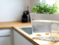 imagen Guía de las mejores flores para cultivar en acuaponía