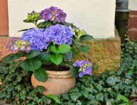 imagen 5 plantas excepcionales para cultivar en tu jardín