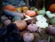 imagen Enfermedades de las plantas de calabaza