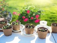imagen Los mejores tips de crecimiento para las plantas de tu jardín