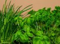 imagen Los mejores fertilizantes para plantas aromáticas