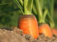 imagen Manejo de fertilizantes en el cultivo de zanahoria
