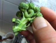imagen No más gusanos en el brócoli
