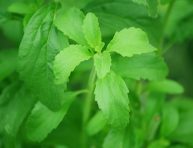 imagen Cómo cultivar y usar la planta de Stevia