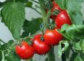 imagen Cultivo de tomates, plagas y enfermedades