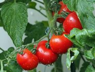 imagen Cultivo de tomates, plagas y enfermedades