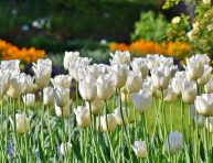 imagen Formas de usar el color blanco en tu jardín