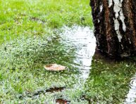 imagen ¿Cómo evitar que el agua se asiente sobre la tierra?