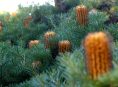 imagen Guía de cuidado y cultivo de la Banksia Spinulosa