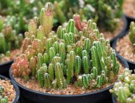 imagen Guía de cuidado y cultivo del Cactus Castillo de Hadas