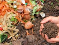 imagen ¿Mucho compost puede dañar a las plantas?