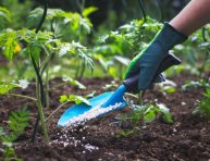 imagen ¿Se pueden fertilizar las plantas de noche?