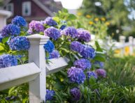 imagen Enredaderas, arbustos y flores moradas para bordes