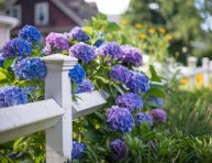 imagen Enredaderas, arbustos y flores moradas para bordes