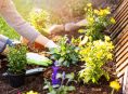 imagen 10 formas de mantener tu jardín en perfecto estado