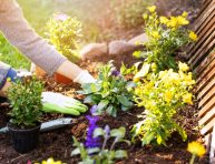 imagen 10 formas de mantener tu jardín en perfecto estado