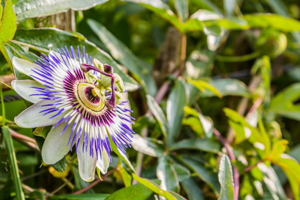 Enredaderas, arbustos y flores moradas para bordes