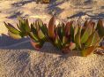 imagen ¿La arena de la playa es buena para las plantas?