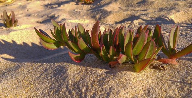 plantas en arena