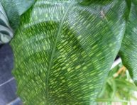 imagen Como cuidar y cultivar la Calathea musaica