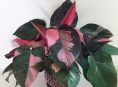 imagen Guía de cultivo y cuidado del filodendro princesa rosa