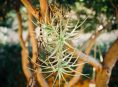 imagen 6 cosas que nadie te ha dicho sobre las plantas de aire