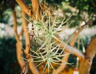 imagen 6 cosas que nadie te ha dicho sobre las plantas de aire