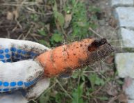 imagen Plagas comunes de las zanahorias