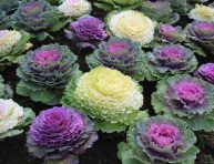 imagen Las mejores plantas complementarias para Brassicas