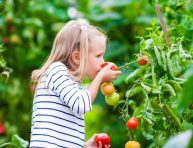 imagen Jardinería de vegetales para principiantes