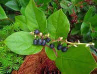 imagen Cultivo del Salal o Gaultheria shallon