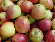 imagen Problemas al cultivar manzanas y cómo resolverlos
