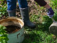 imagen ¿Qué tipos de estiércol son mejores para el jardín?
