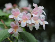 imagen Cómo cultivar y cuidar la Abelia