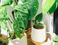 imagen Plagas en plantas de interior que puedes eliminar fácilmente