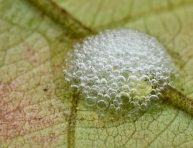 imagen ¿Qué es esa espuma en mis plantas? Descubre los salivazos