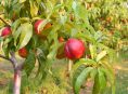 imagen Cómo cultivar la nectarina