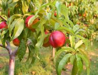 imagen Cómo cultivar la nectarina