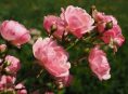 imagen Cómo controlar el mildiu en las rosas