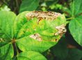 imagen Cómo lidiar con el tizón bacteriano en el jardín