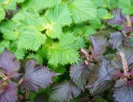 imagen Cómo cultivar shiso en tu jardín