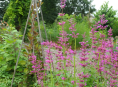 imagen Cómo plantar y cultivar el Agastache