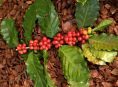 imagen Cómo plantar y cuidar las bayas de café