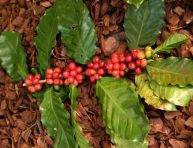 imagen Cómo plantar y cuidar las bayas de café