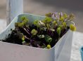 imagen Abono natural o fertilizante ¿Cuál elegir?