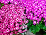 imagen La Cineraria: Una joya floral para tu jardín