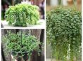 imagen Las 10 suculentas colgantes más populares