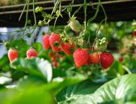 imagen Consejos y pasos simples para el cultivo de fresas en macetas